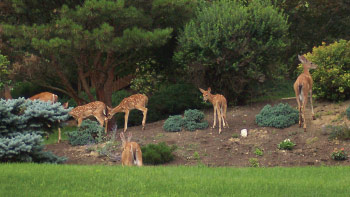 Deer in North Park