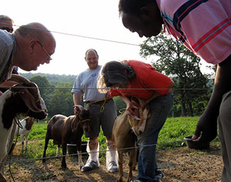 The New England Small Ruminant Working Group