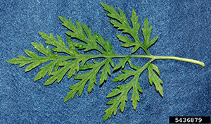 Common ragweed