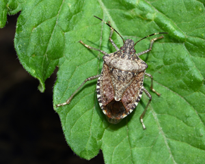 Brown marmorated stink bug on a leaf