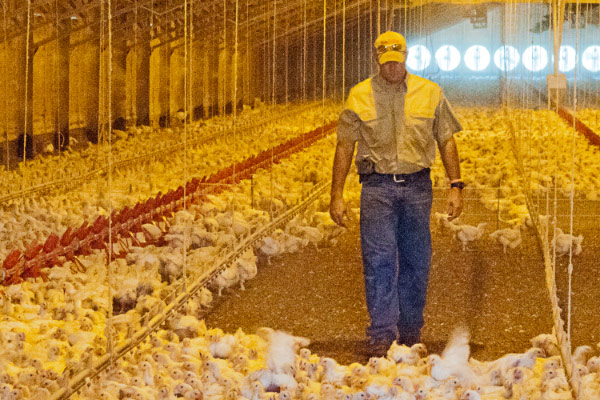 Inside a chicken house