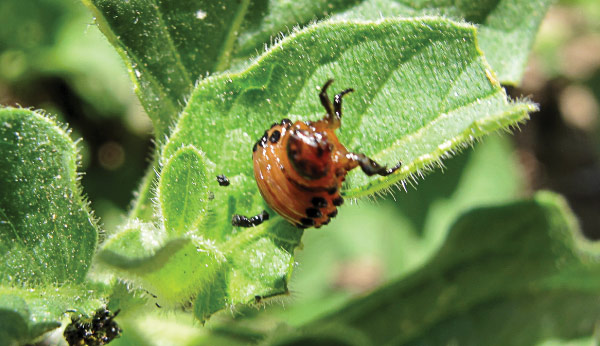 Colorado potato beetle larva