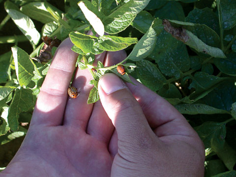 Colorado potato beetles on potato plants