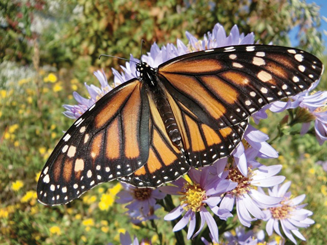 Monarch butterfly