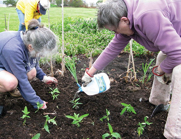 Planting milkweed