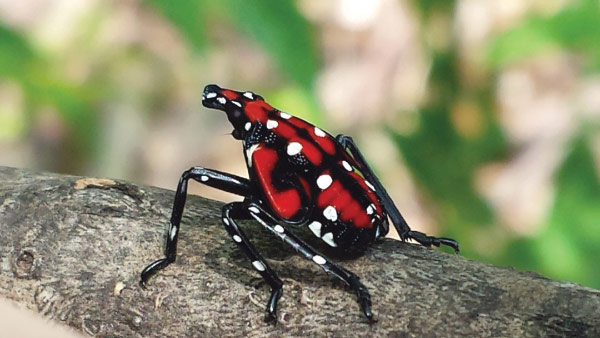 Spotted lanternfly nymph on a tree branch