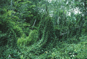 Swallow-wort in the landscape