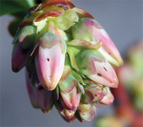 Damage from cranberry weevils