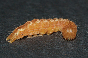 Hesitant dagger moth