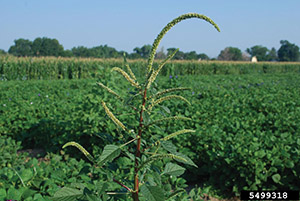 Palmer amaranth