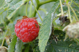 A spotted wing drosophila attacks a ripe raspberry.