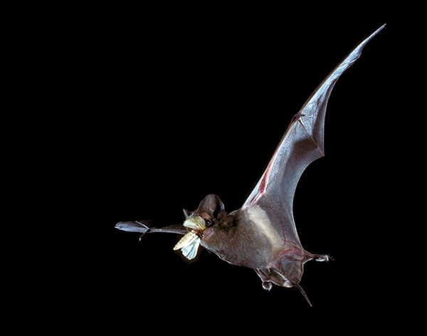 Bat catching its evening insect meal.