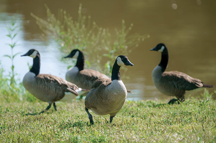 Geese along an unobstructed waterfront.