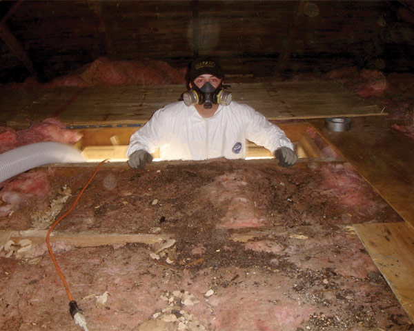 Cleaning up bat guano in a home attic.