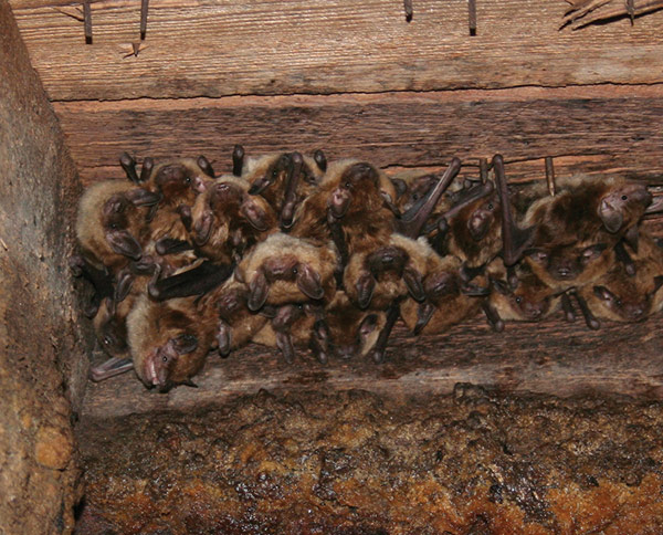 Little brown bats harboring in an old Delaware church.