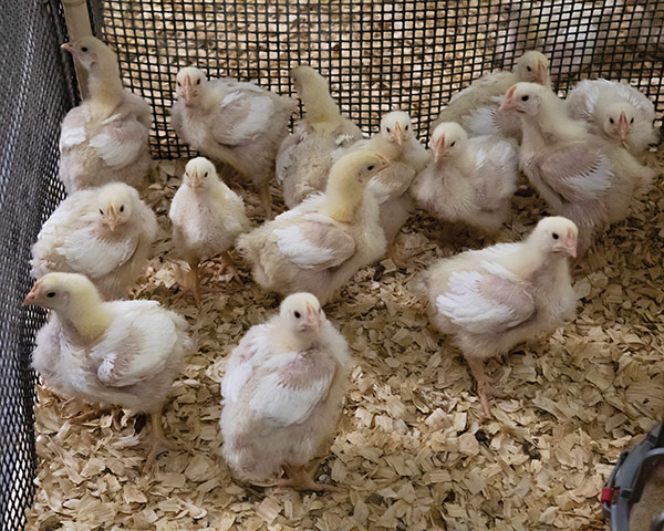 Young chickens in a cage.