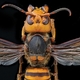 Asian Giant Hornet Threat, in Context