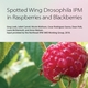 Spotted Wing Drosophila IPM in Raspberries and Blackberries