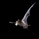 Management of Much-Maligned, Often-Misunderstood Bats